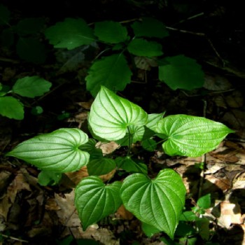 Wild Yam (Dioscorea Villosa L.)